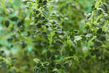Aromatic fresh green thyme as background, closeup