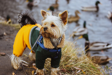 A cute, funny wet Yorkshire Terrier dog in a warm yellow water-repellent jumpsuit walks in nature...