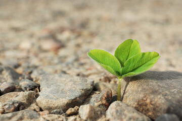 Green seedling growing in dry soil, space for text. Hope concept