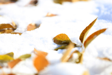 Fallen leaves in the snow