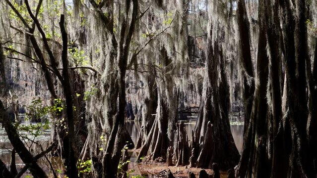 Caddo Lake with its spooky trees in the swamps of Texas - travel photography