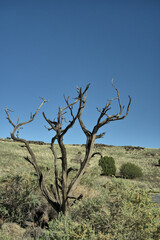 Dead tree reminding you of how hazardous the Arizona desert could be.