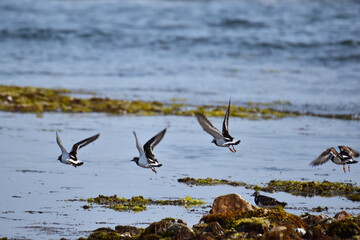 一斉に飛び立ったキョウジョシギ