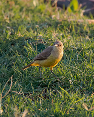Suiriri-Cavaleiro (Machetornis rixosa)
