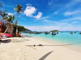 beach with trees