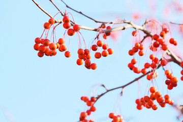 red berries on a branch