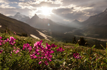 Pink northern sweetvetch (Hedysarum boreale) in Canadian mountains during sunset, Jasper National Park, Alberta, Canada.
