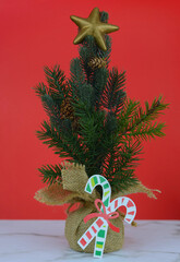 A live miniature Christmas tree bundled in burlap on a marble table with a red background