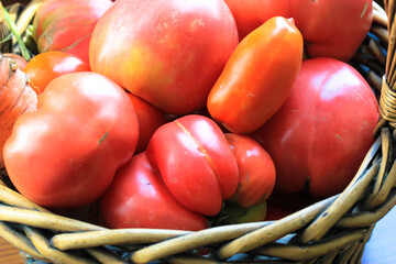 Ripe juicy red tomatoes in a wicker wooden brown basket close up. Fresh bio vegetables for salad. Harvesting in the summer garden. Eco farmer market concept. Natural healthy rustic food background. 