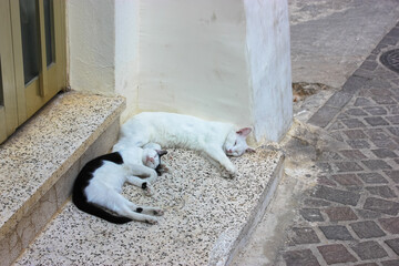 Black and white cats lie relaxed on a stone steps under a house. The homeless felines sleep outside during the day, curled up cozily. Sweet dreams concept. Funny Greece kitties outdoors. World Cat Day