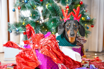 Cute dachshund dog, wearing a knitted sweater and Rudolph deer horns on head, sits under a Christmas tree and opens presents. Mischievous pet tore the wrapping paper on New Years gifts