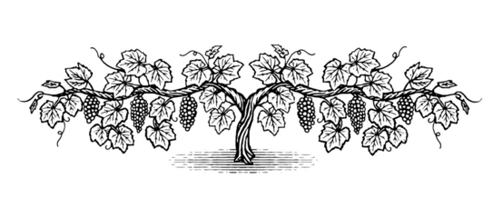 Fotobehang Hand drawn double cordon grapevine illustration in a vintage wood cut style.  © iadaart
