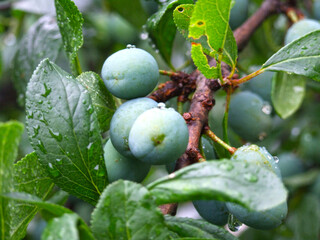 Obraz premium green plums ripen on the branches of a tree