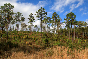 Fototapeta premium Little pine trees start to grow in a reforestation woodland area