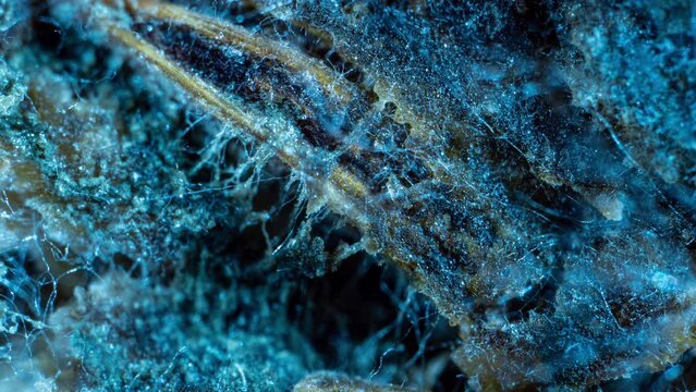 Mold Zygomycota growth time lapse on bread, super macro shooting, concept of the beginning of life, scientific and educational content