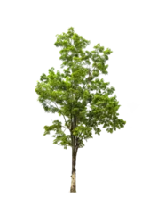 Meubelstickers Green Tree isolated on white © Tony A