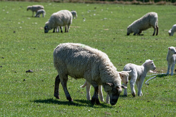 A ewe is about to start grazing, her lambs are nearby
