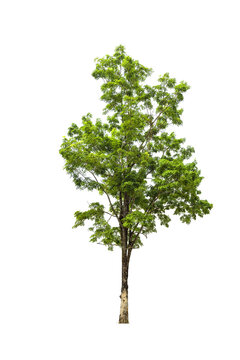 Green Tree isolated on white