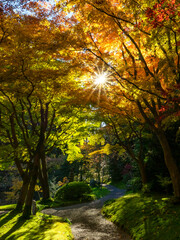 Sunshine penetrates colorful leave of autumn in a japanese garden