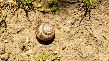 Brown grape snail lies on the background of a mesk of grass.