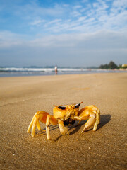 Fototapeta na wymiar Crab with Sun glasses at Weligama Beach, Srilanka