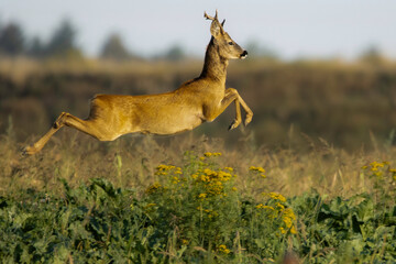supsrise deer