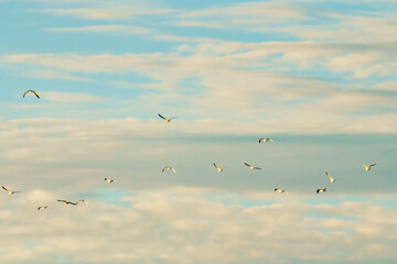 Cloudy sky and silhouette of flying birds. Tranquil scene, freedom, hope, motivation concept