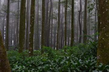 Naklejka premium Pine forest in Gunung Gede Pangrango National Park