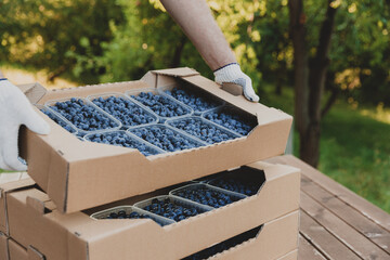 Hands take and hold box full of containers with blueberry. Shipping, delivery