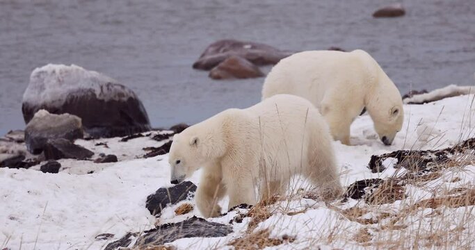 polar bears 4k