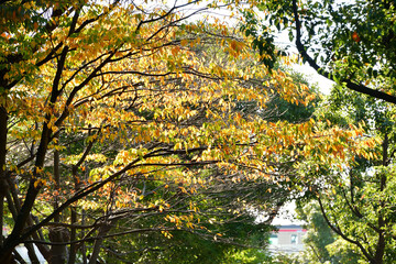 紅葉した街路樹