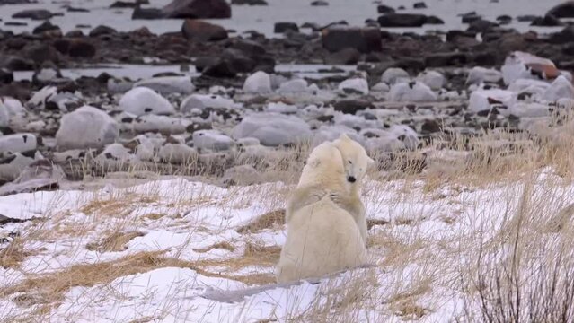 Polar Bears Fighting