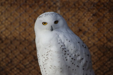 white owl