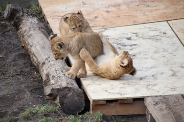 Naklejka premium lion cub