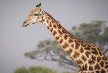 Giraffe in Botswana Africa