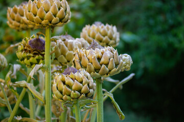 Artichoke genus edible plant, vegetable. Growing artichokes in garden, eco farm.