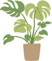 monstera plant freehand drawing flat design.