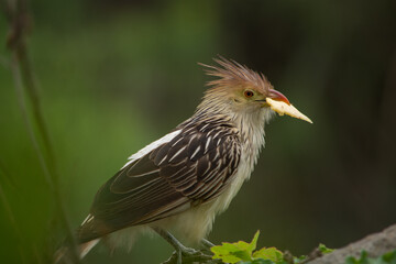 guira guira