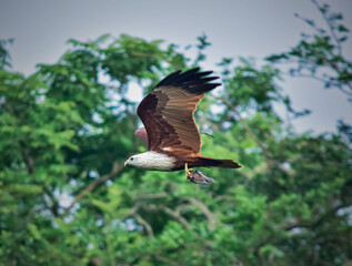 eagle in flight