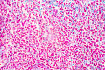 Backgrounds of Characteristics Tissue of Stomach Human, Small intestine Human, Pancreas Human and Large intestine Human under the microscope in Lab.