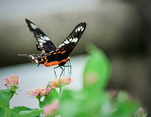 butterfly on a flower