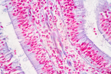 Backgrounds of Characteristics Tissue of Stomach Human, Small intestine Human, Pancreas Human and Large intestine Human under the microscope in Lab.