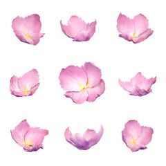 Pink petal flora flower movement falling flow cut out transparent background 3d rendering png file