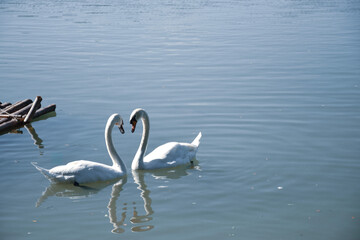 Obraz premium swans on the lake