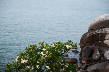 beautiful sea view with flower, tree and big stone