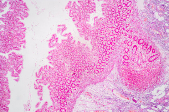 Backgrounds of Characteristics Tissue of Stomach Human, Small intestine Human, Pancreas Human and Large intestine Human under the microscope in Lab.