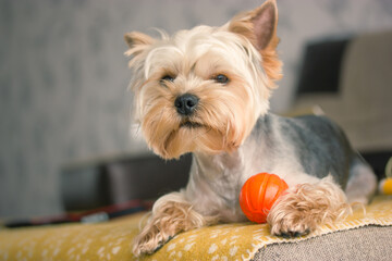 A small Yorkshire Terrier dog lying on sofa in cozy home interior. A doggie is playing with red ball. Canine pet indoors looks straight into a camera. Selective focus, space for text. Cute funny pup.