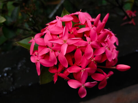 The Ixora coccinea L plant with pink petal flower