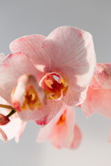 Phalaenopsis coral orchid on white background.
