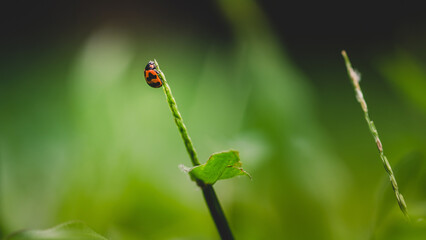 A little ladybug on blade of grass with fresh morning dew drops, natural blurred background, Close up view of ladybug.